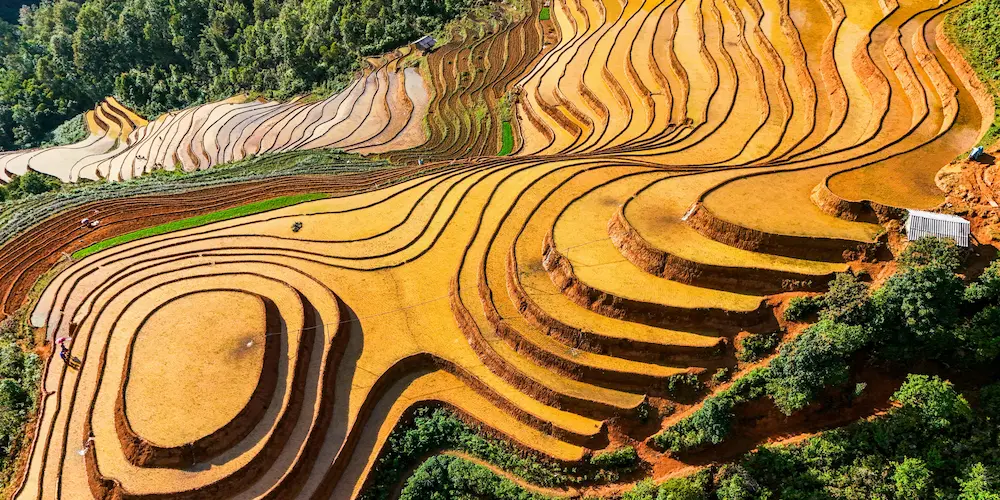 Best Time of Year to Travel Vietnam | Rice Terrace